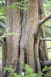 星露谷狼人杀？独立游戏《Grave Seasons》分享新截图